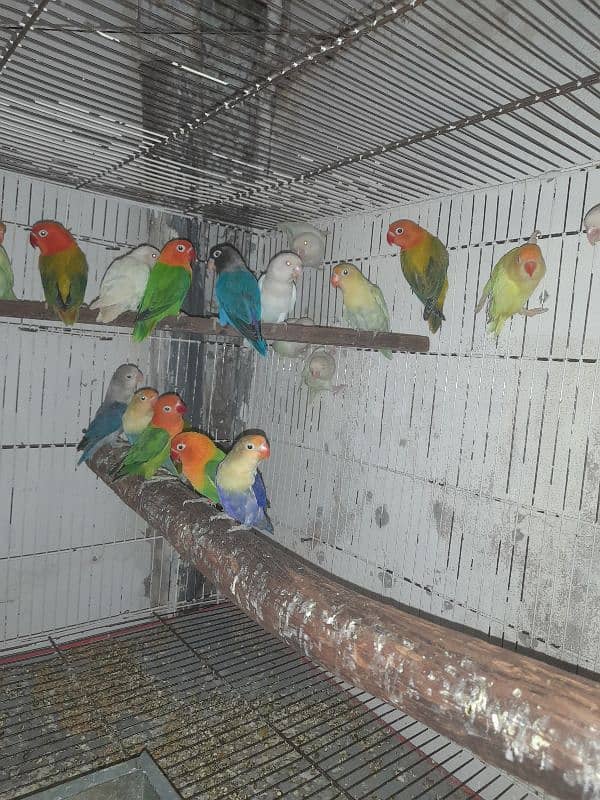 all setup for sale bird's and cages 7