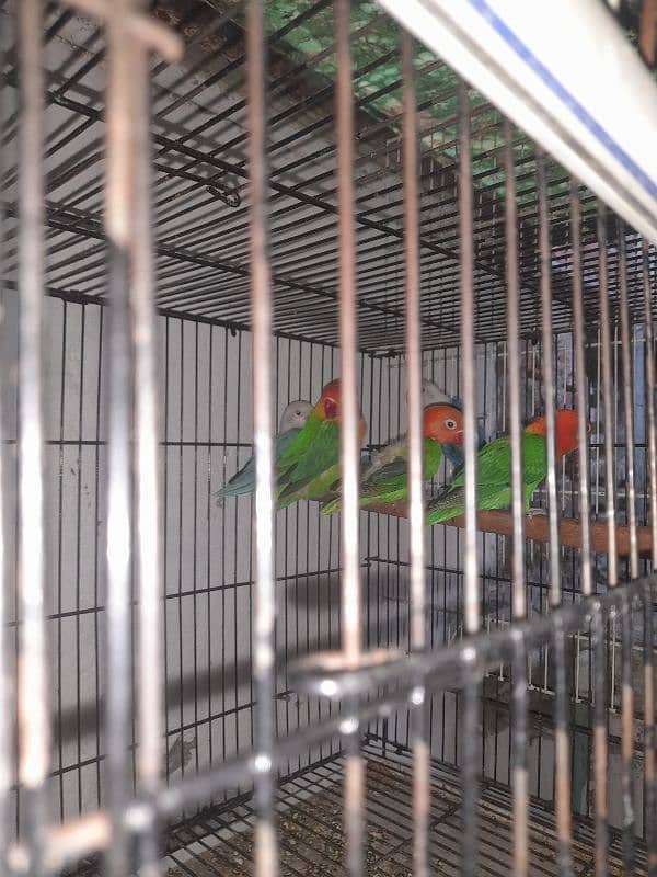 all setup for sale bird's and cages 8