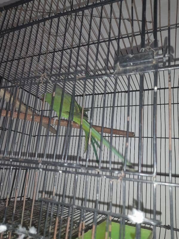 all setup for sale bird's and cages 9