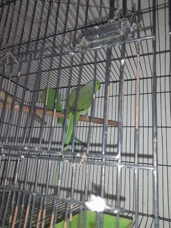 all setup for sale bird's and cages 10