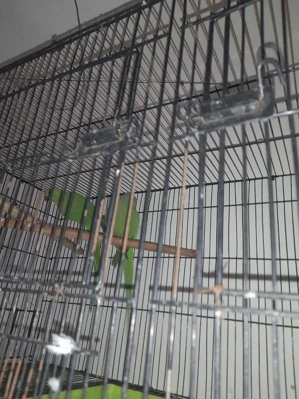 all setup for sale bird's and cages 11