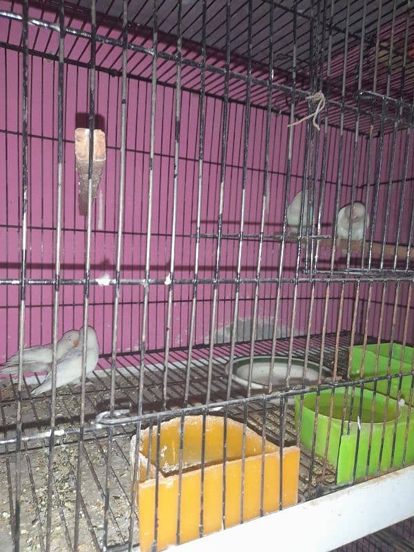 all setup for sale bird's and cages 13