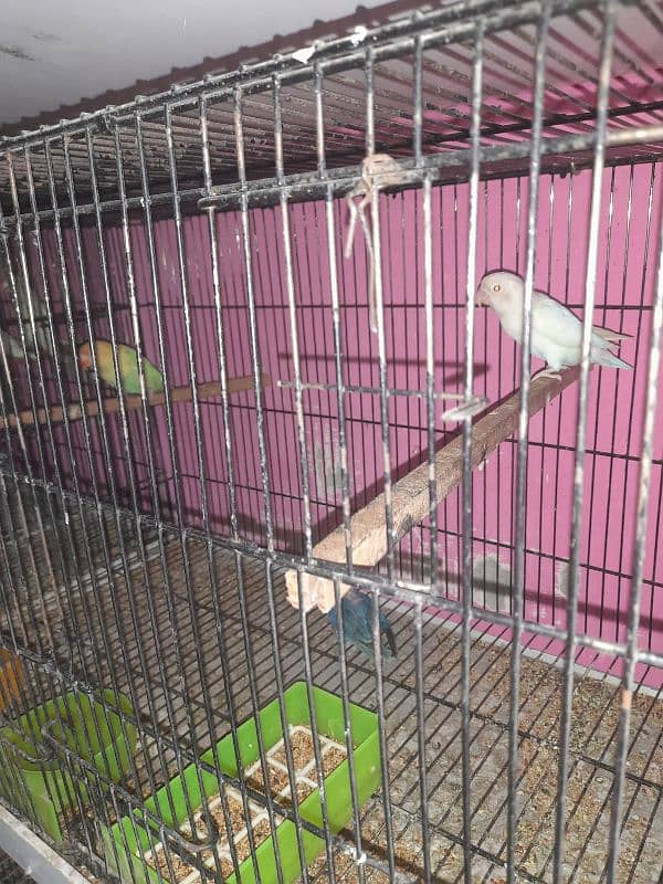 all setup for sale bird's and cages 14