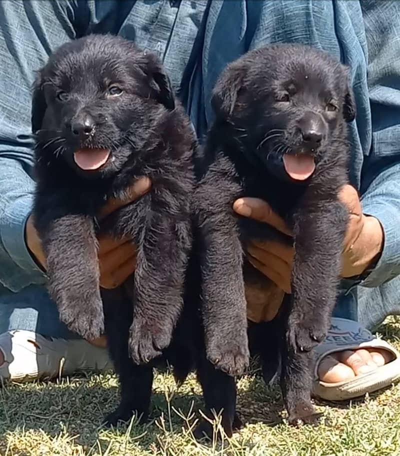 German shepherd puppies available for sale 0