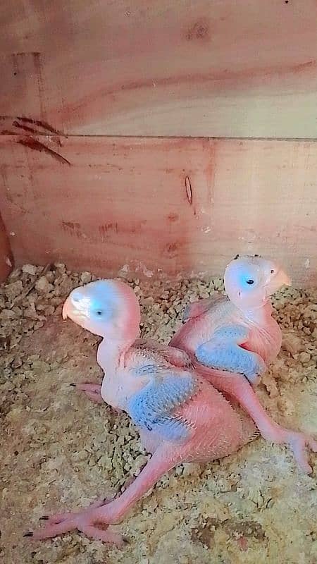 Parrot | Parot | Ringneck | Ringneck birds 0