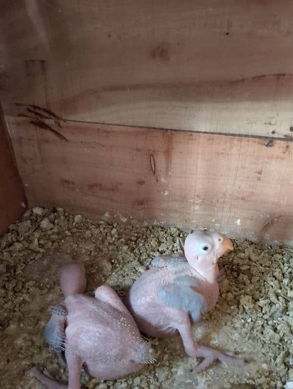 Parrot | Parot | Ringneck | Ringneck birds 1