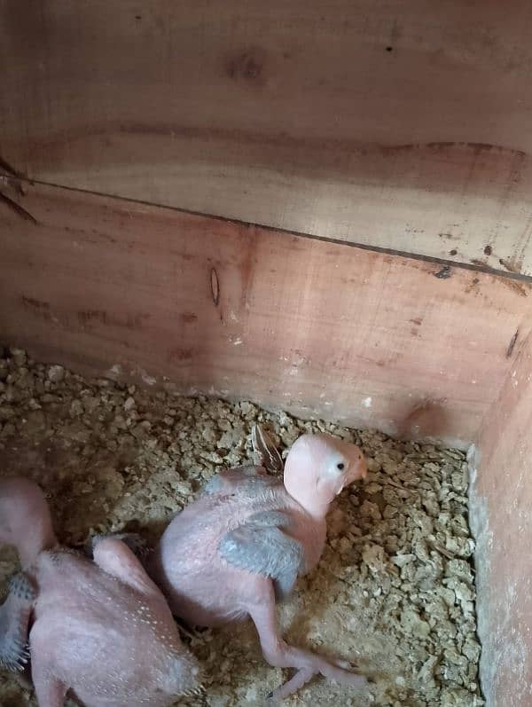 Parrot | Parot | Ringneck | Ringneck birds 2