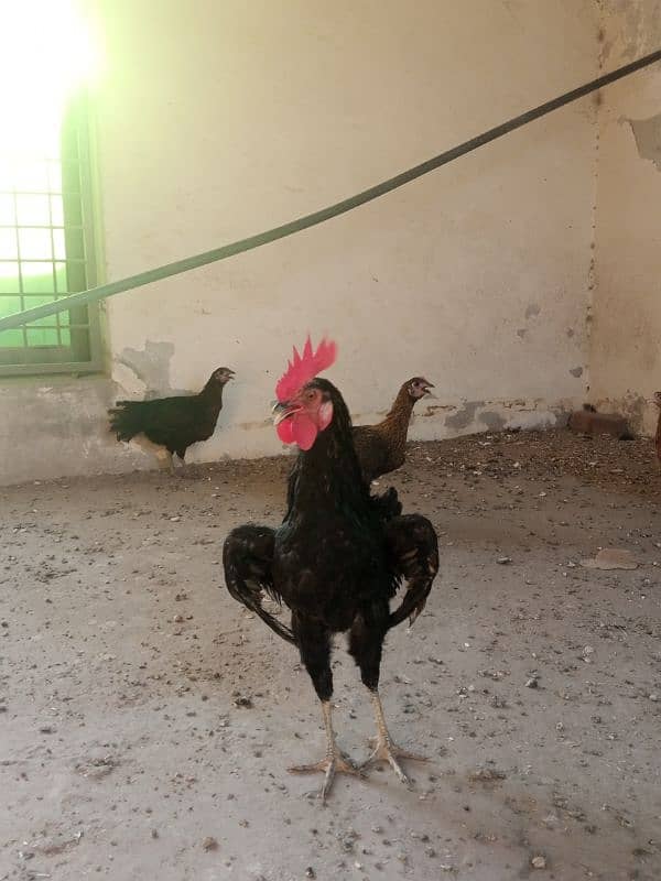 Healthy Hens For Sale 0