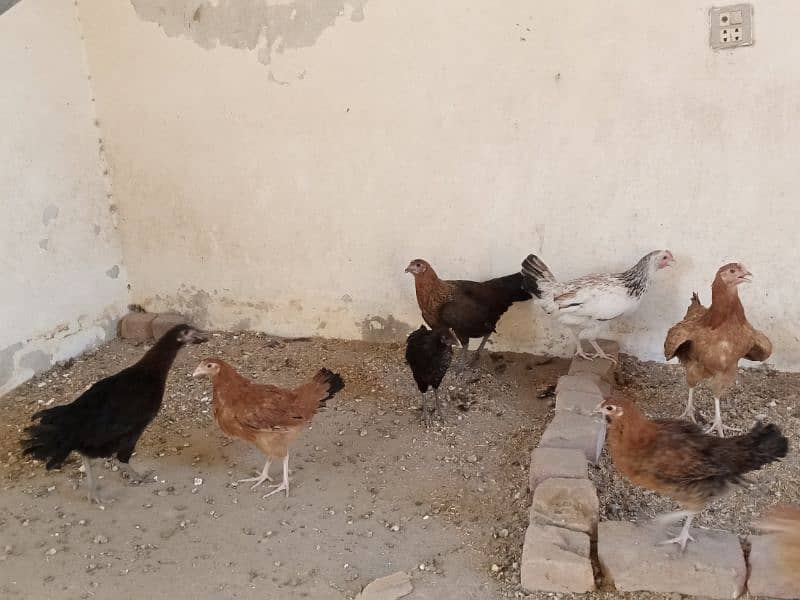 Healthy Hens For Sale 2
