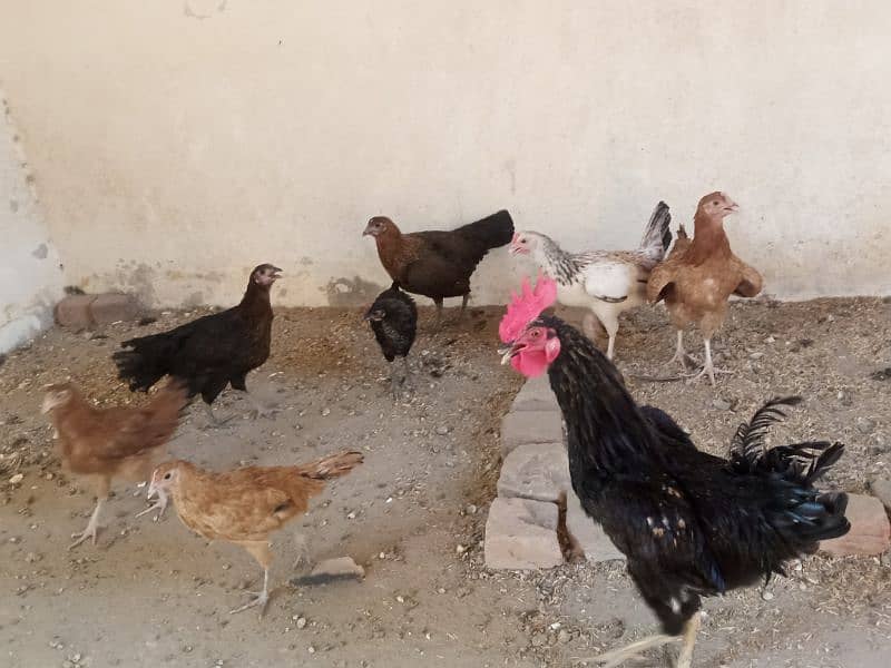 Healthy Hens For Sale 4