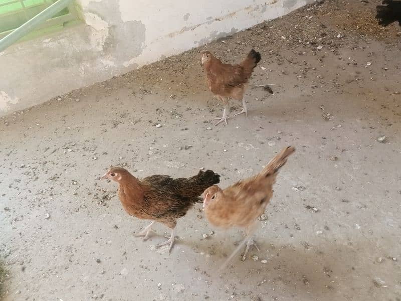 Healthy Hens For Sale 5
