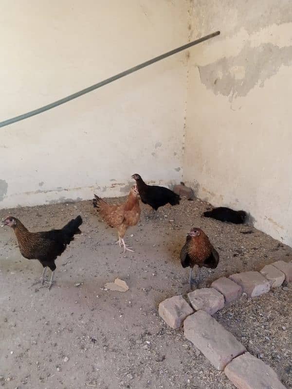 Healthy Hens For Sale 6