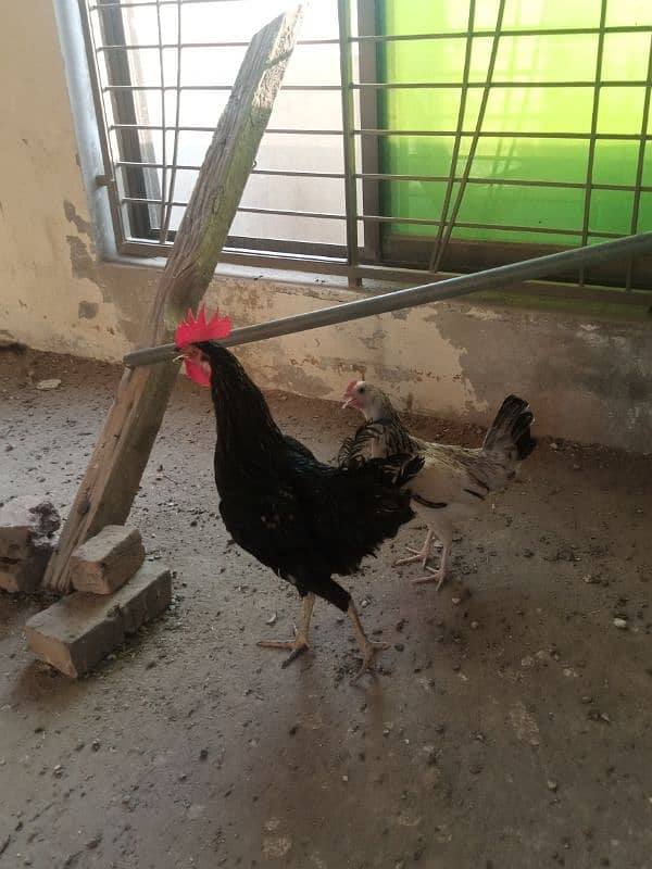 Healthy Hens For Sale 7
