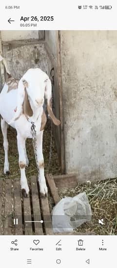 Abluck
