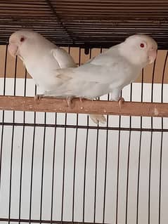 ALBINO