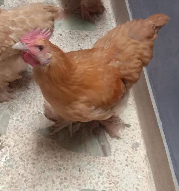 Golden Buff Hens 0