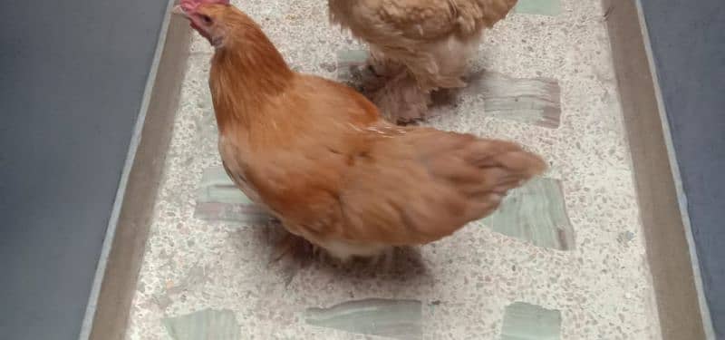 Golden Buff Hens 1