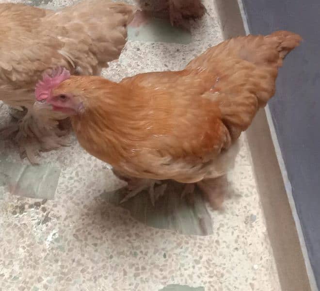 Golden Buff Hens 2
