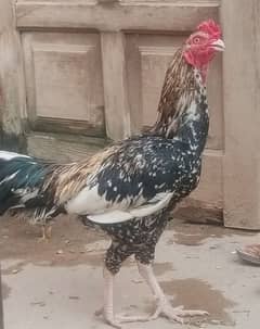 murga for sale