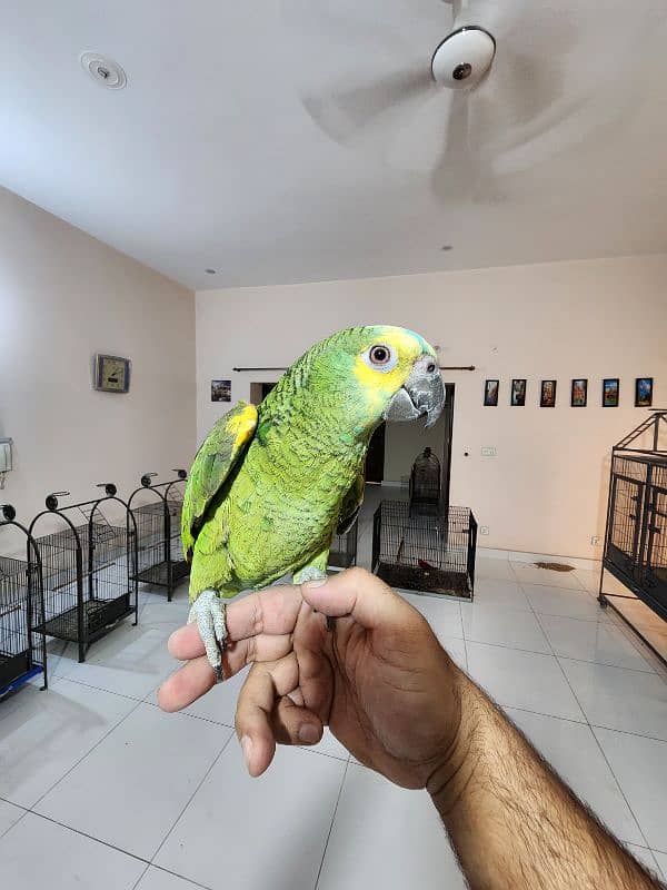 Medium S Cocka2,Brdr Galah, Triton Chic&Breeder Female,Amazon,Red Lory 1