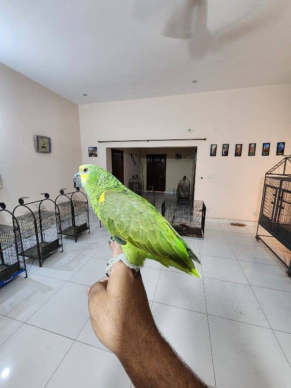 Medium S Cocka2,Brdr Galah, Triton Chic&Breeder Female,Amazon,Red Lory 2