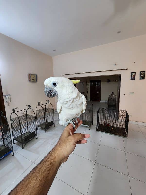 Medium S Cocka2,Brdr Galah, Triton Chic&Breeder Female,Amazon,Red Lory 6