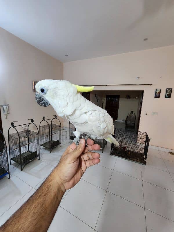 Medium S Cocka2,Brdr Galah, Triton Chic&Breeder Female,Amazon,Red Lory 7