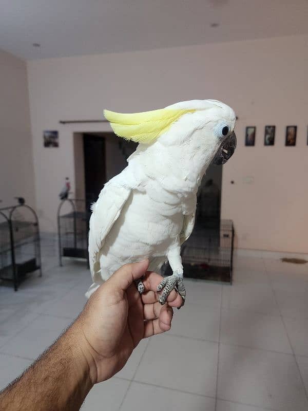 Medium S Cocka2,Brdr Galah, Triton Chic&Breeder Female,Amazon,Red Lory 8