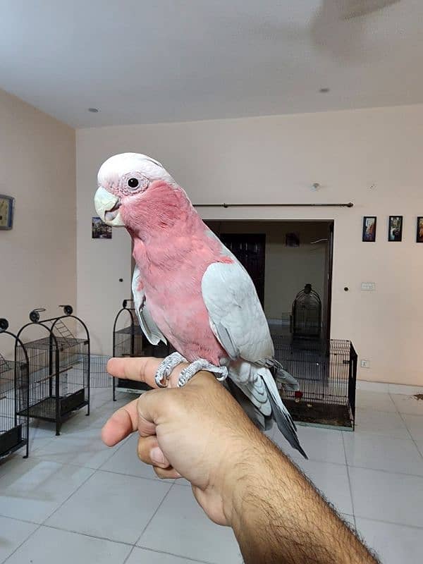 Medium S Cocka2,Brdr Galah, Triton Chic&Breeder Female,Amazon,Red Lory 9