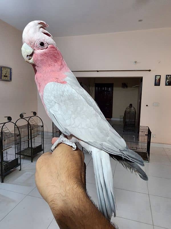 Medium S Cocka2,Brdr Galah, Triton Chic&Breeder Female,Amazon,Red Lory 10