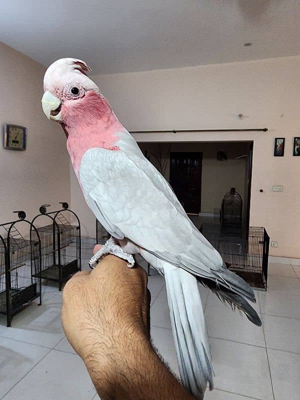 Medium S Cocka2,Brdr Galah, Triton Chic&Breeder Female,Amazon,Red Lory 11