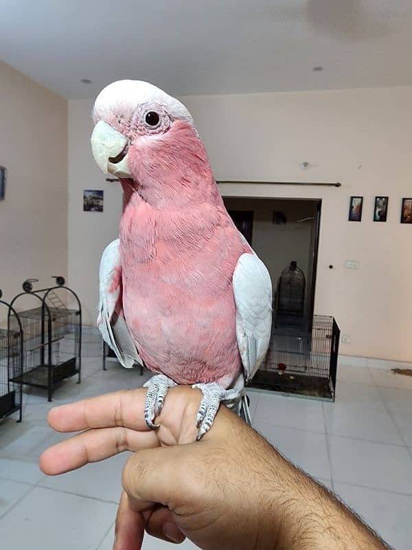 Medium S Cocka2,Brdr Galah, Triton Chic&Breeder Female,Amazon,Red Lory 12