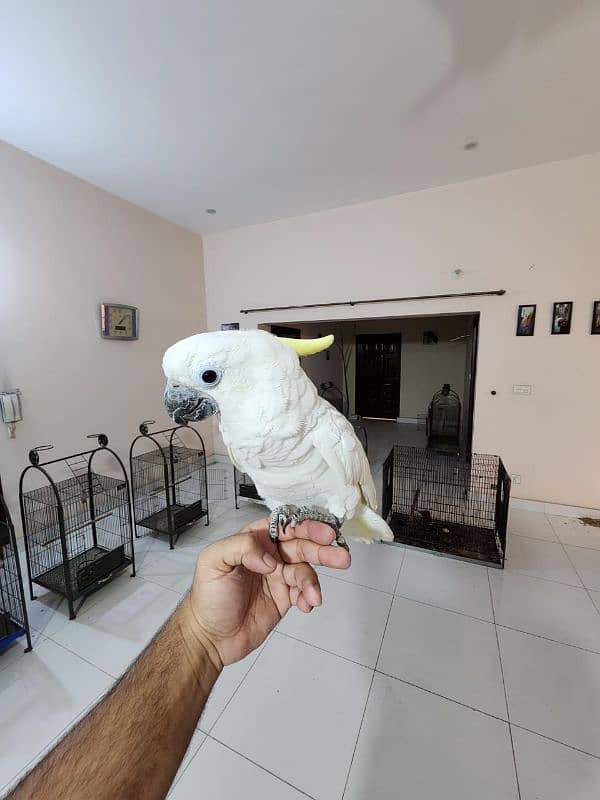 Medium S Cocka2, Brdr Galah, Triton Chic&Breeder Female,Amazon,RedLory 1