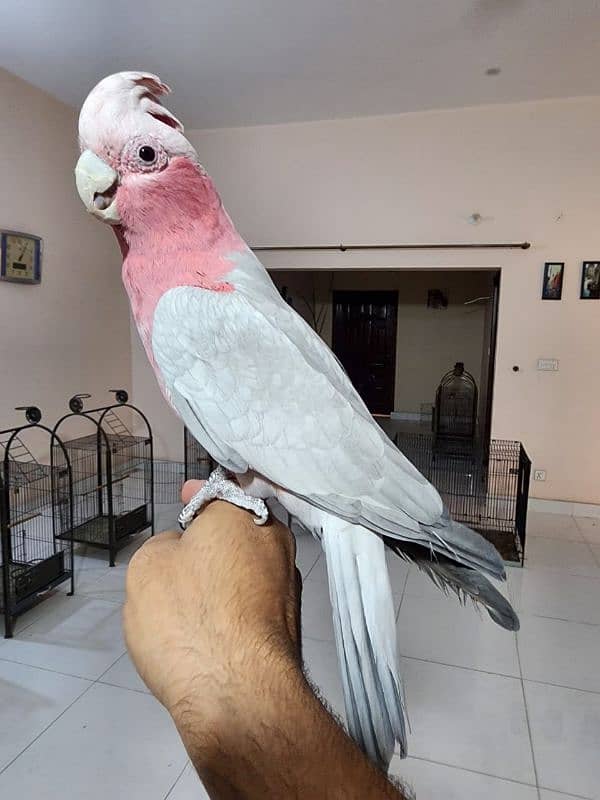 Medium S Cocka2, Brdr Galah, Triton Chic&Breeder Female,Amazon,RedLory 14