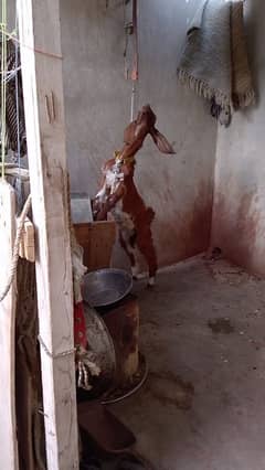 bakra
