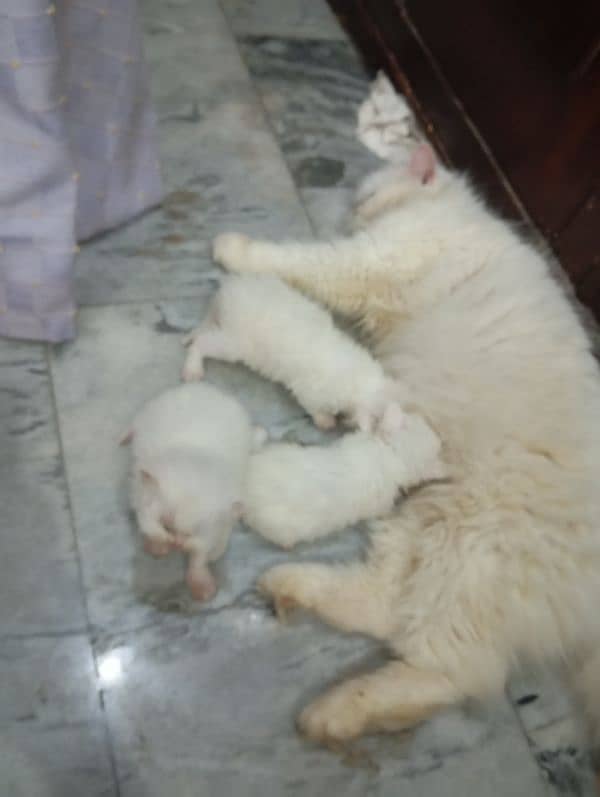 Persian kittens For Sale 0