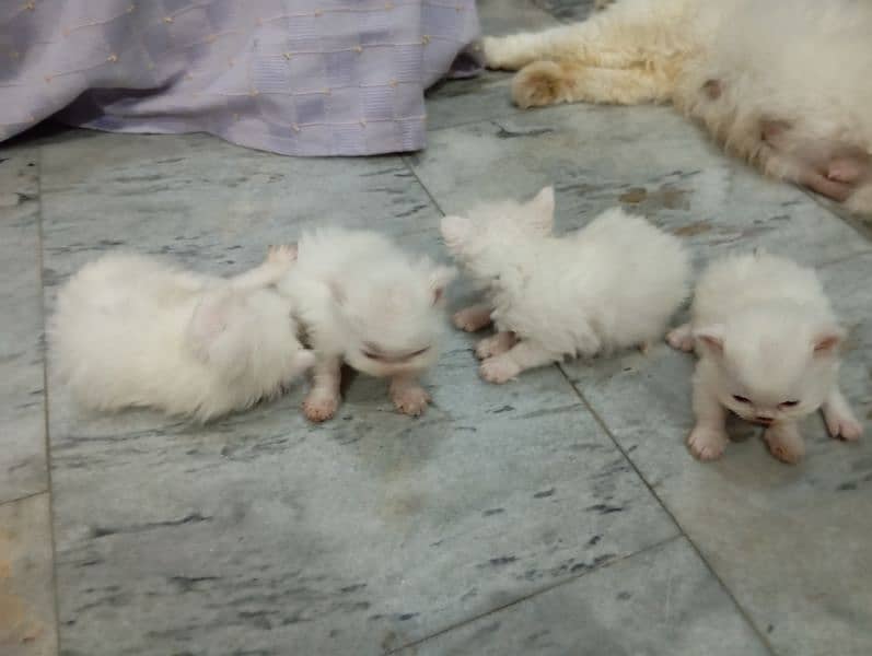Persian kittens For Sale 1
