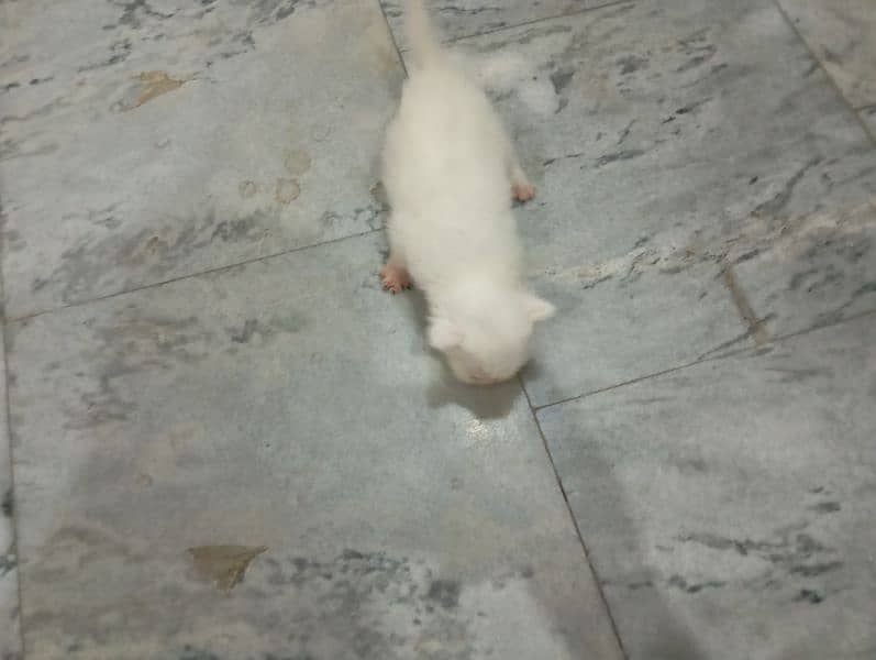 Persian kittens For Sale 2