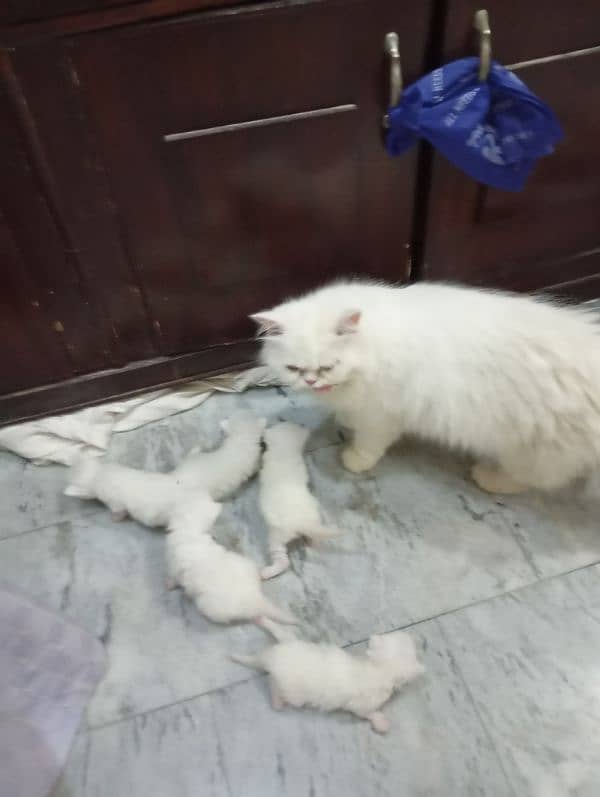 Persian kittens For Sale 4