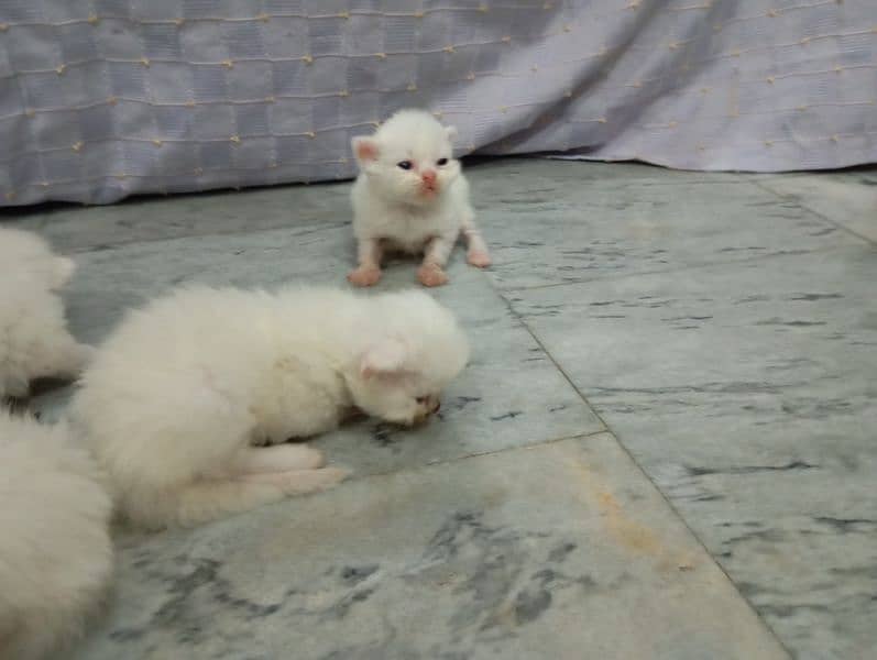Persian kittens For Sale 6