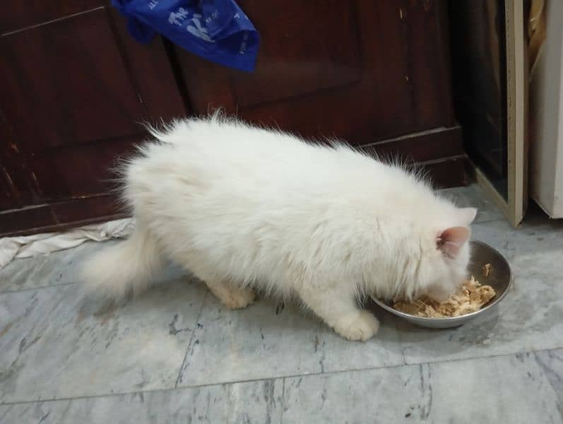 Persian kittens For Sale 7