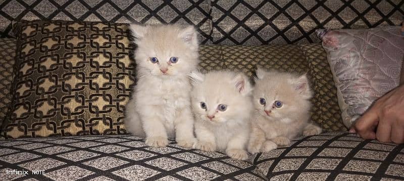tripple coated  kitten 0