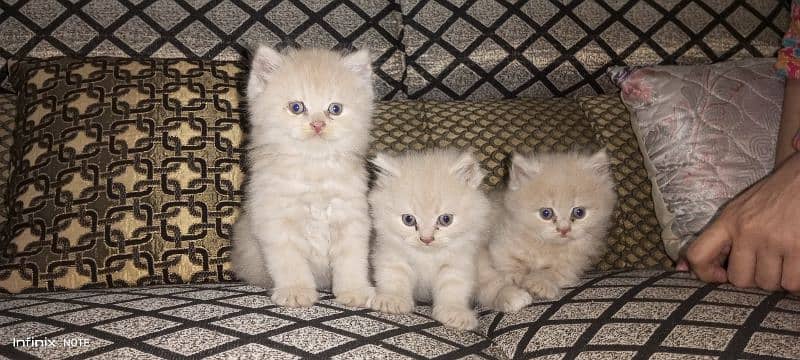 tripple coated  kitten 1
