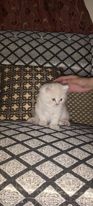 tripple coated  kitten 2
