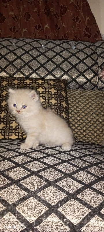 tripple coated  kitten 3