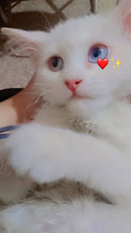 male perisan kitten triple coated 3