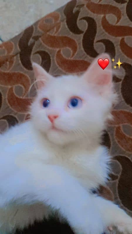 male perisan kitten triple coated 5