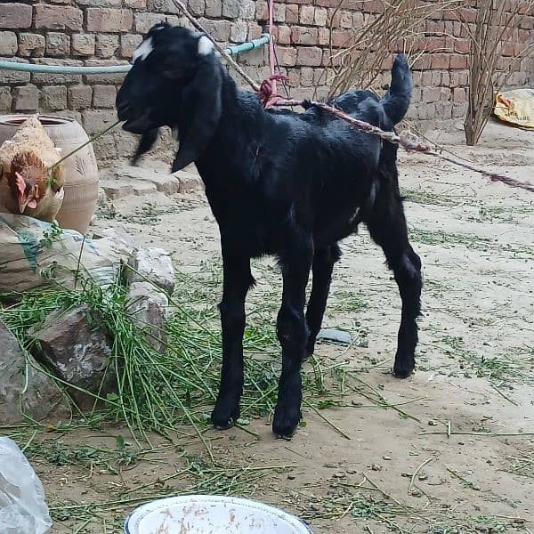 bakra, 2 Bakray bachy 0