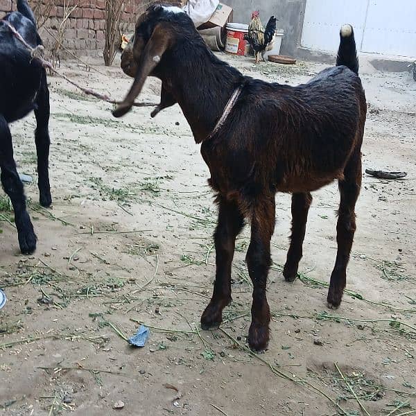 bakra, 2 Bakray bachy 1