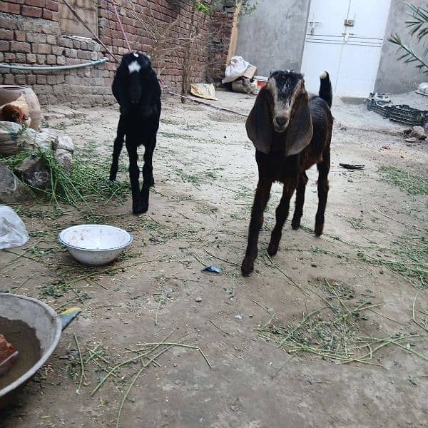 bakra, 2 Bakray bachy 2